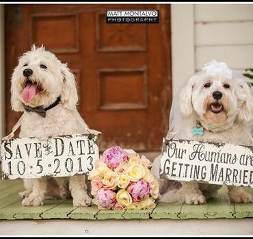 pets in weddings, dogs in weddings, furry friends in your wedding, having your pets in the wedding, crave catering, catering in austin, best catering, best event catering in austin, best event catering