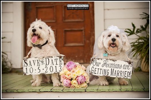 pets in weddings, dogs in weddings, furry friends in your wedding, having your pets in the wedding, crave catering, catering in austin, best catering, best event catering in austin, best event catering